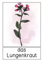 Vorschau - Poster - Waldpflanzen - differenziertes Tafelmaterial - Seite 3