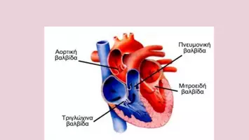 Προεπισκόπηση - Διδακτικά / Σχολικά βιβλία - κυκλοφορικό σύστημα ανατομια φυσιολογια - Σελίδα 3
