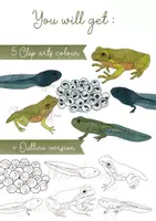anteprima - Clipart / Immagini originali - Clipart ciclo di vita della rana - clip art metamorfosi con illustrazioni realistiche + licenza commerciale - Pagina 1