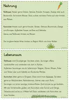 Vorschau - Poster - Wissenskartei/Abschreibkartei Hase & Kaninchen (analog und als interaktive PDF) - Seite 3