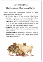 Vorschau - Arbeitsblätter - Der Lebenszyklus eines Huhns - Differenzierte Aufgabenformate und Lösungen - Seite 1