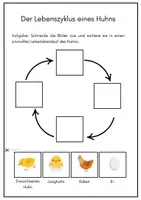 Vorschau - Arbeitsblätter - Der Lebenszyklus eines Huhns - Differenzierte Aufgabenformate und Lösungen - Seite 2