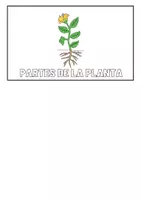 Vista previa - Manualidades / Dibujos para colorear - LAPBOOK - Las plantas 1ºED.PRIMARIA - página 2
