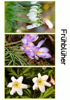 Vorschau - Unterrichtsreihen - Frühblüher, Speicherorgane: Tafelbilder im Sachunterricht - Seite 2