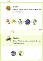 Vorschau - Unterrichtsreihen - Frühblüher Lesekarten, Steckbriefe, Wissenskarten und Arbeitsheft (Lerntheke) - Seite 3