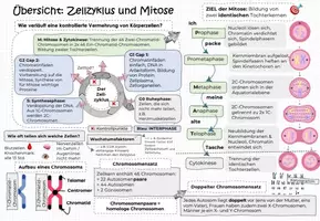 Vorschau - Unterrichtsreihen - ZELLZYKLUS & MITOSE: Kluges Merkblatt & Advance Organizer - Deckblatt