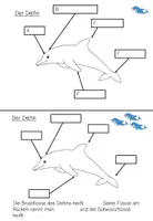 Vorschau - Stationenlernen - Lerntheke: Der Delfin (Meerestiere) #summer - Seite 3