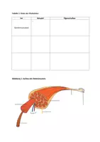Vorschau - Arbeitsblätter - Muskeln und Muskulatur - Seite 2
