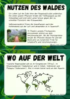 Vorschau - Merkblätter - Tropischer Regenwald - Große Wissenskartei - Sachtexte - Seite 2