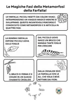 anteprima - Esercizi - Le Fasi della Metamorfosi della Farfalla Scheda Facilitata - Pagina di copertina