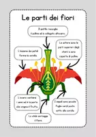 anteprima - Esercizi - Schede didattiche fiori - Pagina 1