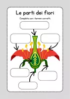 anteprima - Esercizi - Schede didattiche fiori - Pagina 2
