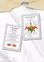 anteprima - Esercizi - Schede didattiche fiori - Pagina di copertina