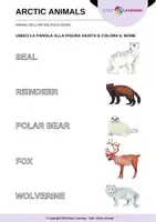 anteprima - Materiale di supporto/inclusione - Animali dell'Artide - Arctic Animals / Inglese Beginner - Pagina 1