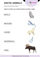 anteprima - Materiale di supporto/inclusione - Animali dell'Artide - Arctic Animals / Inglese Beginner - Pagina 2