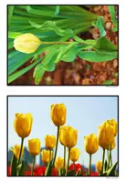 Vorschau - Fördermaterial/Inklusion - Frühblüher & Speicherorgane Grundschule – Fotokartei - Seite 3