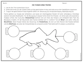 Vorschau - Arbeitsblätter - Fische - Flossen - Seite 2