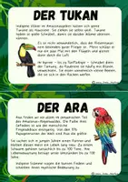 Vorschau - Merkblätter - Wissenskartei - Tiere im Regenwald - Seite 2
