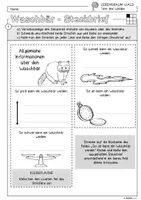 Vorschau - Arbeitsblätter - Infocube: Tiere des Waldes - Waschbär | Waldtiere - Seite 1