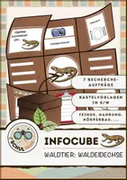 Vorschau - Arbeitsblätter - Infocube: Tiere des Waldes - Waldeidechse | Waldtiere - Deckblatt