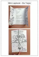 Vorschau - Arbeitsblätter - Mini - Lapbook - Gedicht - Die Tulpe von Josef Guggenmos - Seite 2