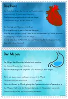 Vorschau - Poster - Wissenskartei/Abschreibkartei Mein Körper (analog und als interaktive PDF) - Seite 3