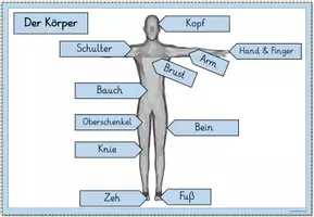 Vorschau - Poster - Mein Körper - Tafelmaterial, Miniposter, Legematerial - Seite 2