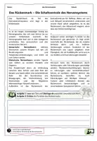 Vorschau - Arbeitsblätter - Das Rückenmark - Schaltzentrale der Reflexe // Nervensystem - Seite 1