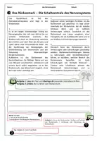Vorschau - Arbeitsblätter - Das Rückenmark - Schaltzentrale der Reflexe // Nervensystem - Seite 3