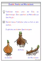 Vorschau - Arbeitsblätter - Frühblüher – Wissenskartei & Steckbriefe Klasse 1 und 2 MATERIALPAKET - Seite 3