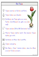 Vorschau - Arbeitsblätter - Tulpe Klasse 1 und 2 Wissenskartei & Steckbrief Frühblüher - Seite 3