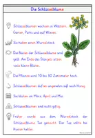 Vorschau - Arbeitsblätter - Schlüsselblume – Wissenskartei & Steckbrief Frühblüher - Seite 3