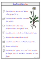 Vorschau - Arbeitsblätter - Gänseblümchen – Wissenskartei & Steckbrief Frühblüher - Seite 3
