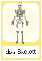 Vorschau - Bildkarten - DAS SKELETT - Bild- und Wortkarten - Seite 1