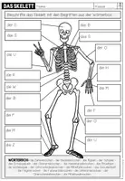 Vorschau - Arbeitsblätter - DAS SKELETT - Arbeitsblatt zum Beschriften - Seite 2