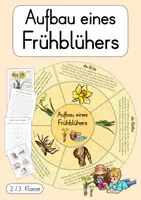 Vorschau - Arbeitsblätter - Aufbau eines Frühblühers - Legekreis & Arbeitsblätter (2./3. Klasse) - Deckblatt
