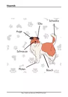 Vorschau - Arbeitsblätter - Thema Hund als Haustier und Nutztier Arbeitsblätter Sachunterricht Klasse 1 2 - Seite 3