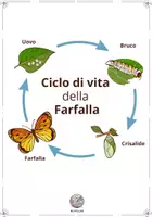 anteprima - Altro tipo di materiale - 🦋 Ciclo di Vita della Farfalla - Dispensa Didattica in PDF - Pagina 1