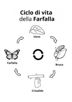 anteprima - Altro tipo di materiale - 🦋 Ciclo di Vita della Farfalla - Dispensa Didattica in PDF - Pagina 3
