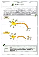 Vorschau - Arbeitsblätter - Die Nervenzelle & das Reiz-Reaktions-Schema // Nervensystem - Seite 1