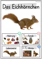 Vorschau - Poster - Plakate: Sachwissen Waldtiere für den Kindergarten (Poster) - Seite 2
