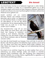 Vorschau - Arbeitsblätter - Die Amsel: Leseverständnis und Kreuzworträtsel mit Lösungen - Seite 1
