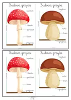 zapowiedź - 🌿Wklejka przyrodnicza! – Budowa grzyba 🍄🔍 - obwoluta