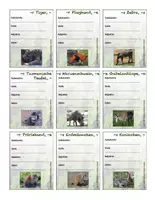 Vorschau - Spiele - DFU - Spiel - Säugetier-Safari (Säugetiere beschreiben) - Seite 3