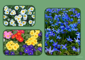 Vorschau - Präsentationen/Tafelbilder - Tafelbilder - Frühblüher - Seite 1