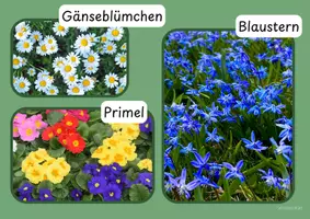 Vorschau - Präsentationen/Tafelbilder - Tafelbilder - Frühblüher - Seite 2