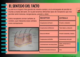 Vista previa - Unidades / Secuencias / Situaciones de Aprendizaje - LABORATORIO: PERCIBIENDO NUESTRO MUNDO - página 2