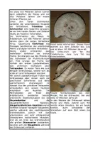 Vorschau - Arbeitsblätter - Material zur Entfaltung des Lebens während der Erdzeitalter - Seite 1