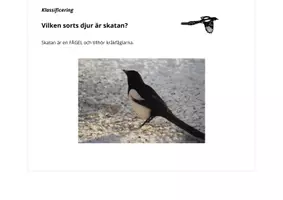 förhandsvisning - Pdf-fil (6-fältare) till NYFIKEN PÅ SKATAN" (9 sidor fakta) - sida 2