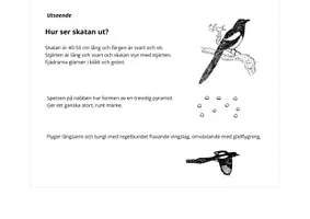 förhandsvisning - Pdf-fil (6-fältare) till NYFIKEN PÅ SKATAN" (9 sidor fakta) - sida 3